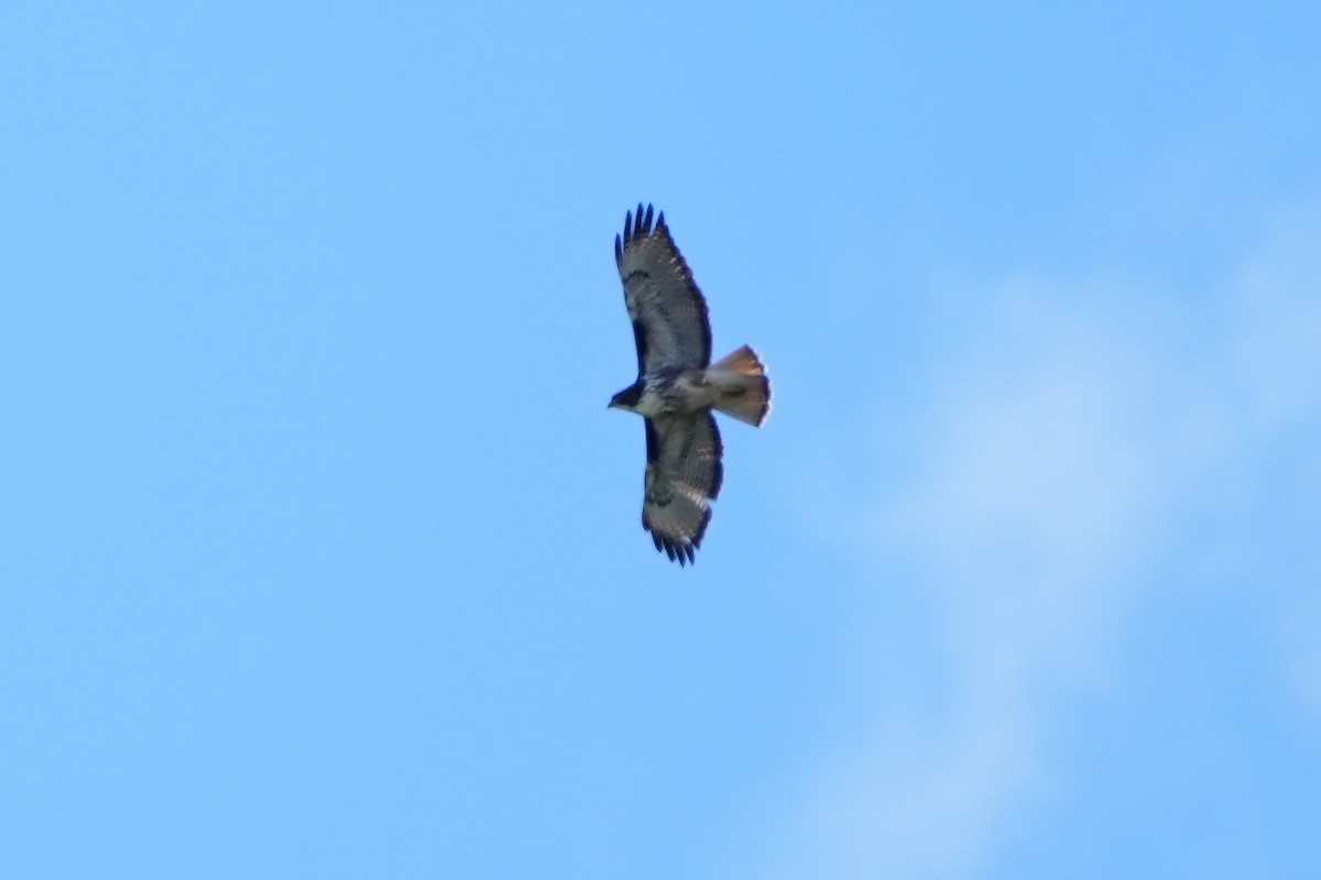 Rufous-tailed Hawk - ML615667986