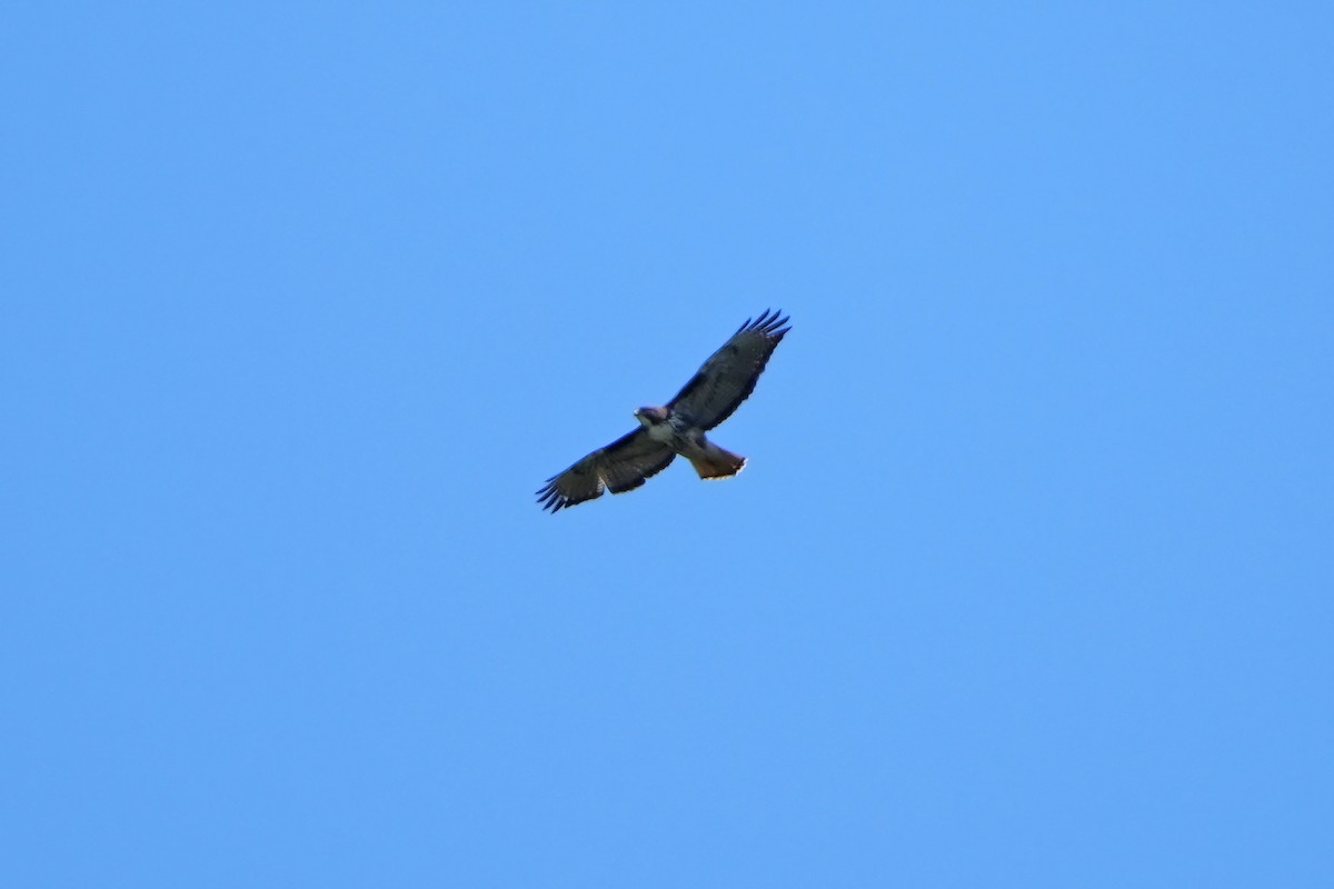 Rufous-tailed Hawk - ML615667987