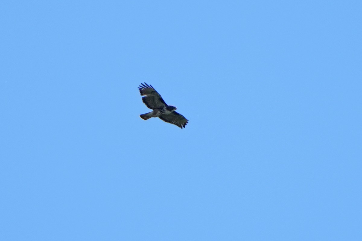 Rufous-tailed Hawk - ML615667988