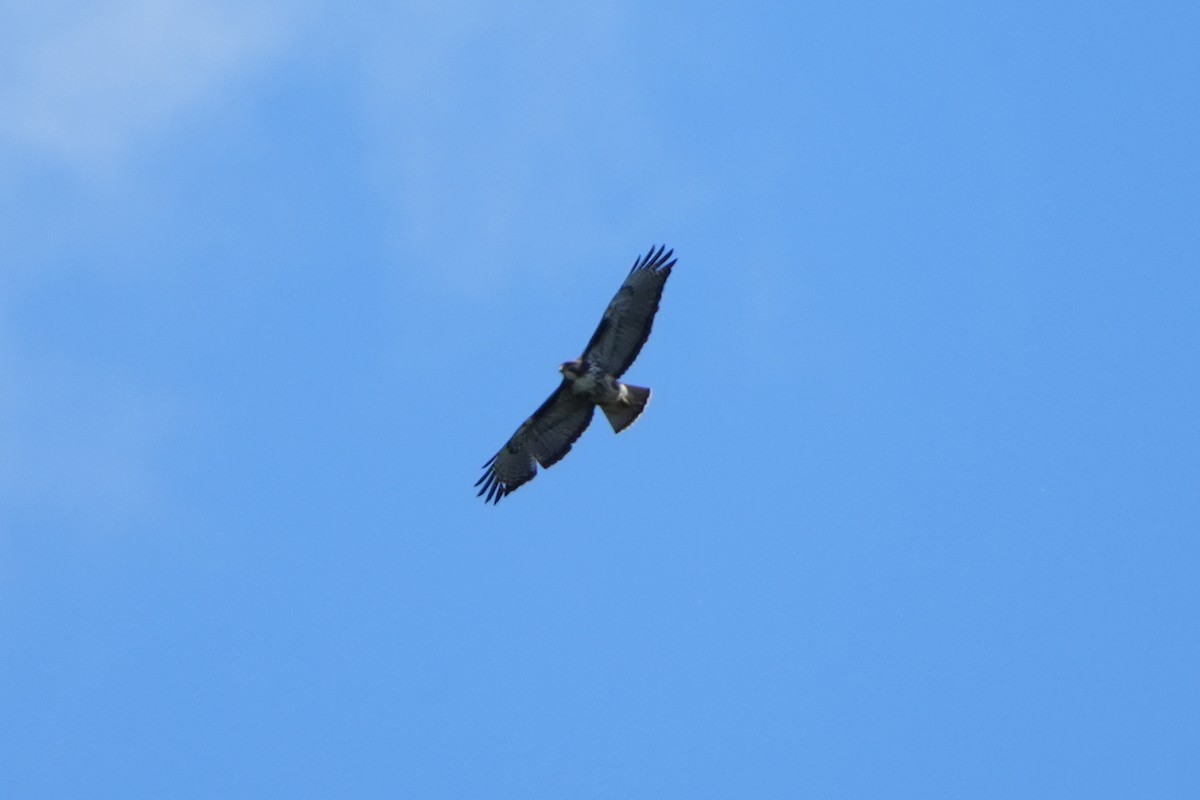 Rufous-tailed Hawk - ML615667989