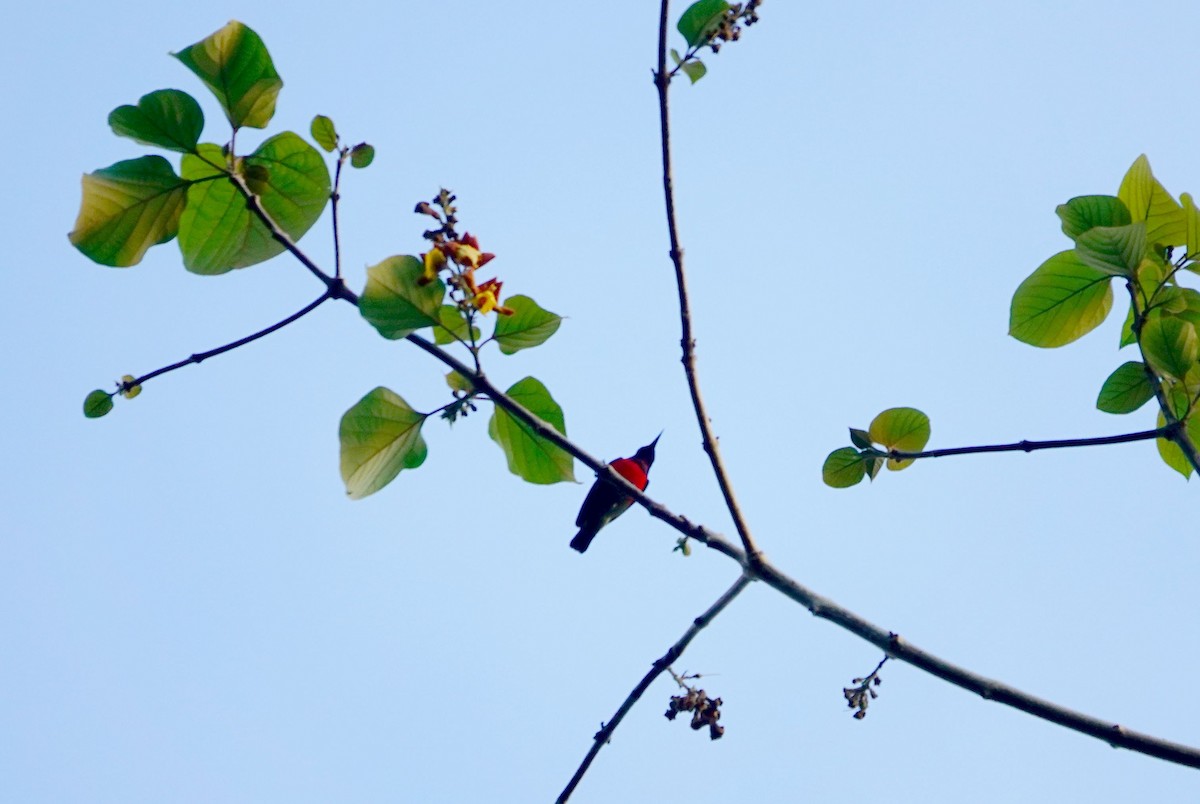 Purple-throated Sunbird (Purple-throated) - Liao Tzu-Chiang