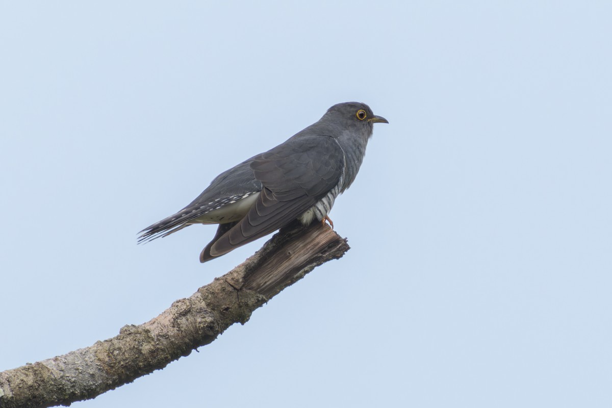 Madagascar Cuckoo - ML615668013