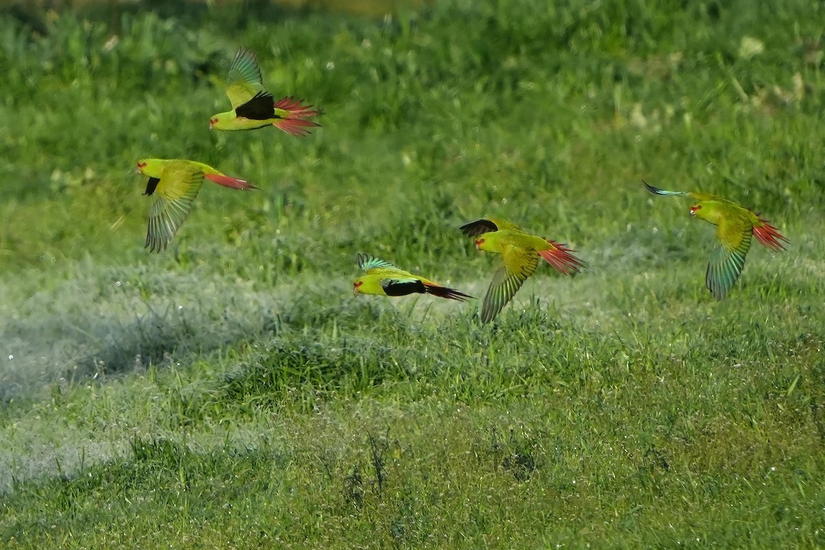 Slender-billed Parakeet - Daniel López-Velasco | Ornis Birding Expeditions