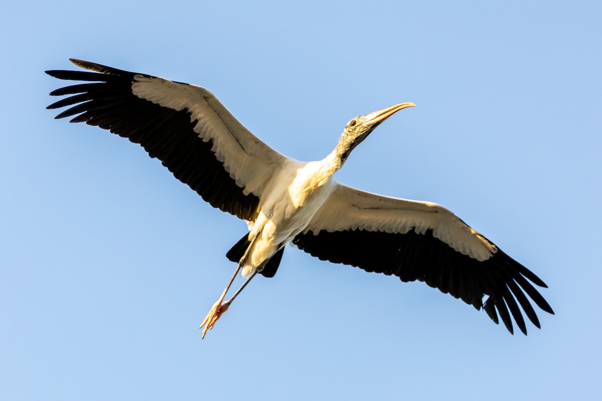 Wood Stork - John Liber