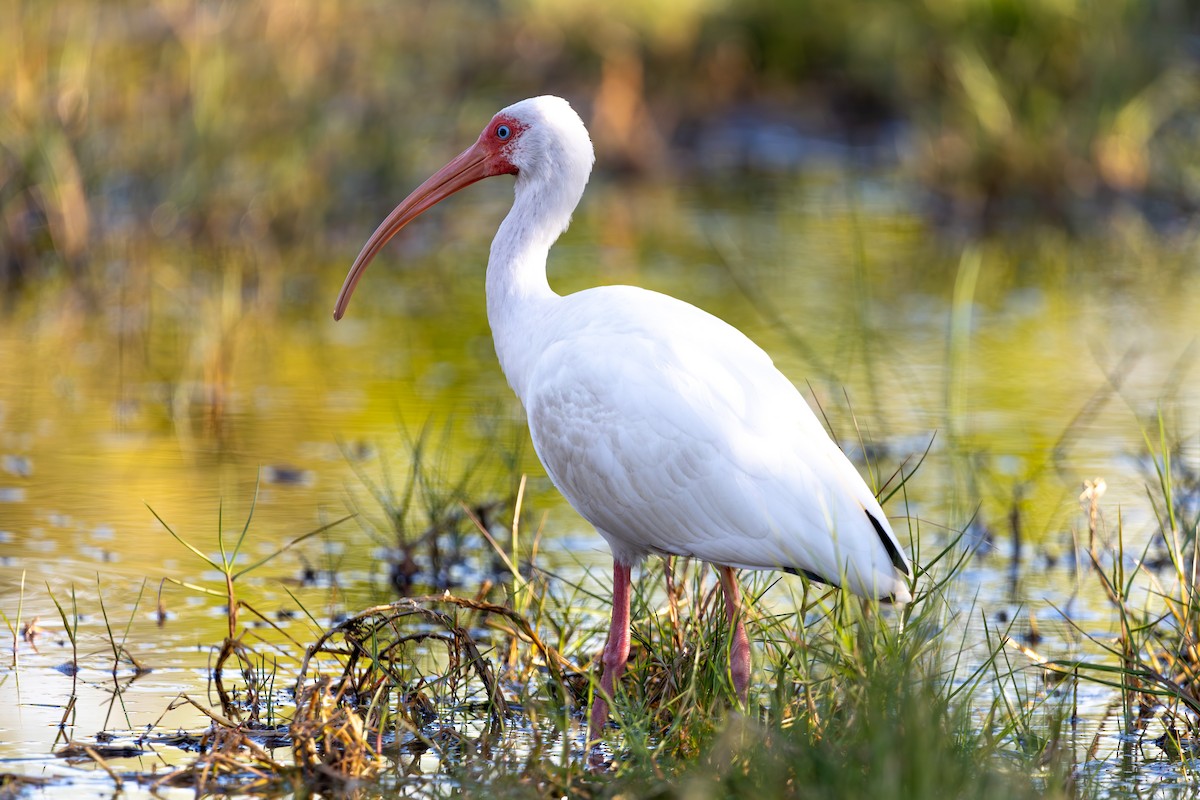 ibis bílý - ML615668216