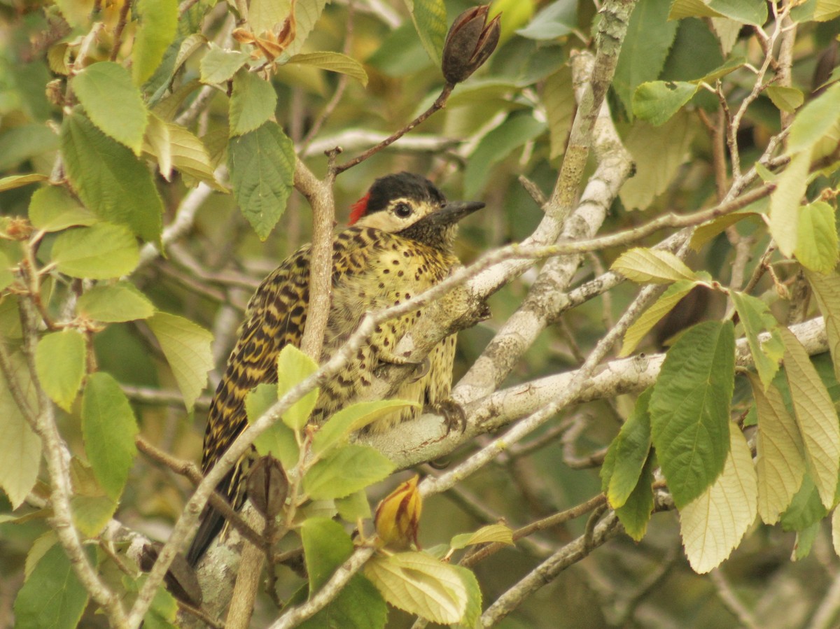 Green-barred Woodpecker (Green-barred) - Guillermo Andreo