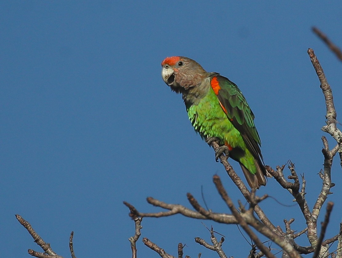 Brown-necked Parrot (Gray-headed) - ML615668372