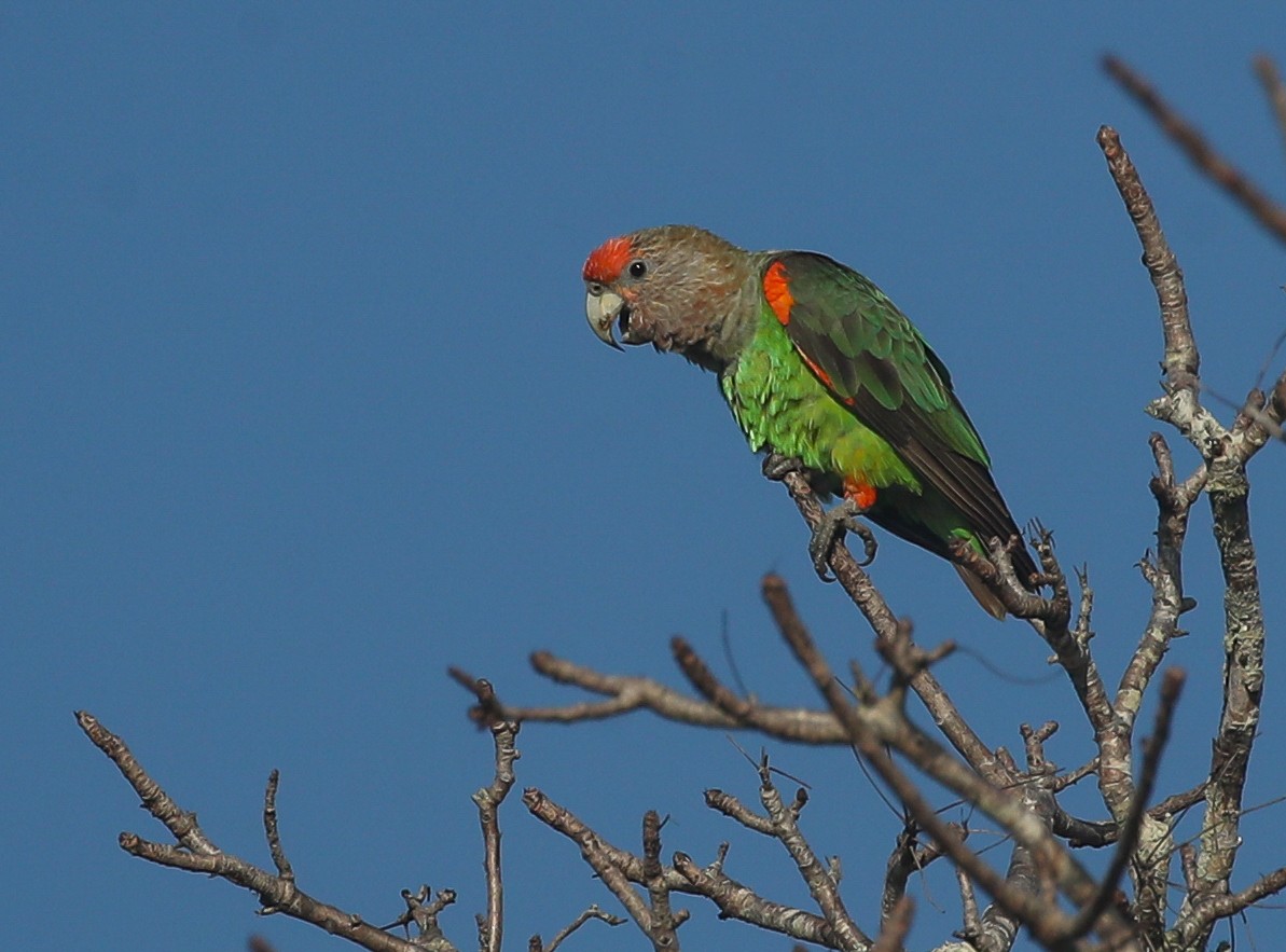 Brown-necked Parrot (Gray-headed) - ML615668373