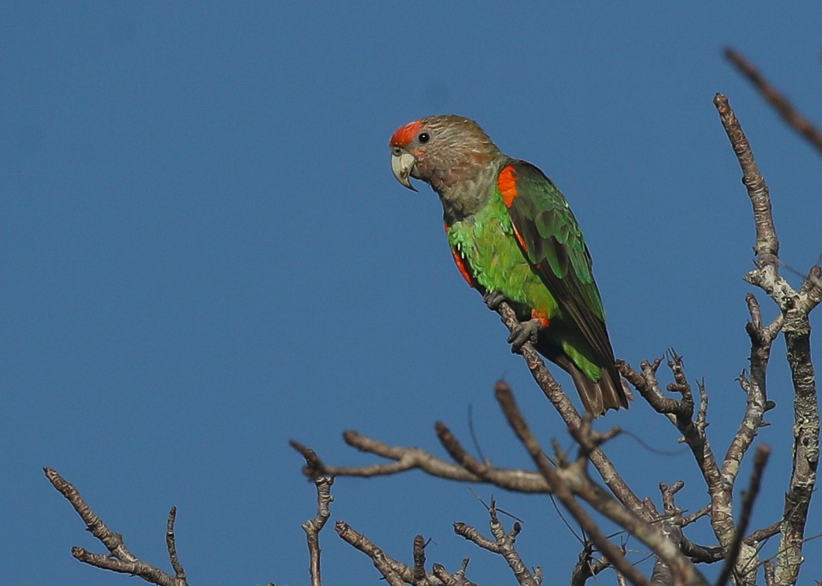 Brown-necked Parrot (Gray-headed) - ML615668374