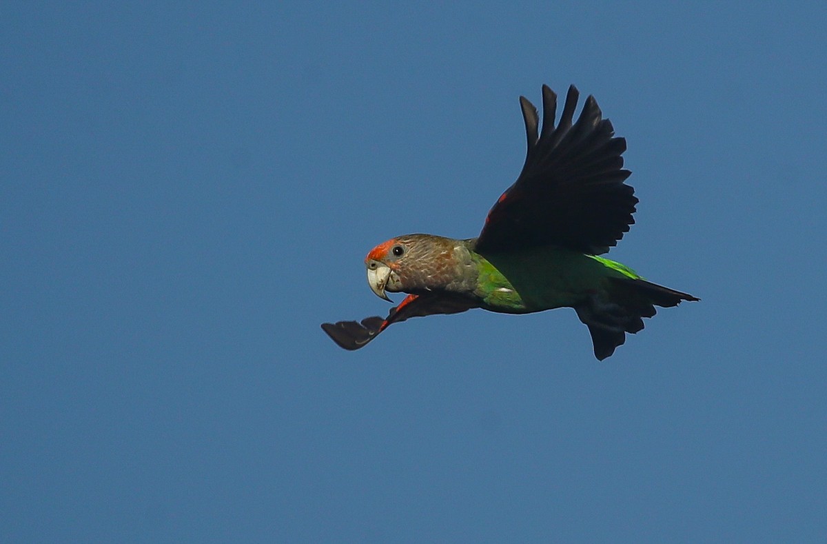 Brown-necked Parrot (Gray-headed) - ML615668375