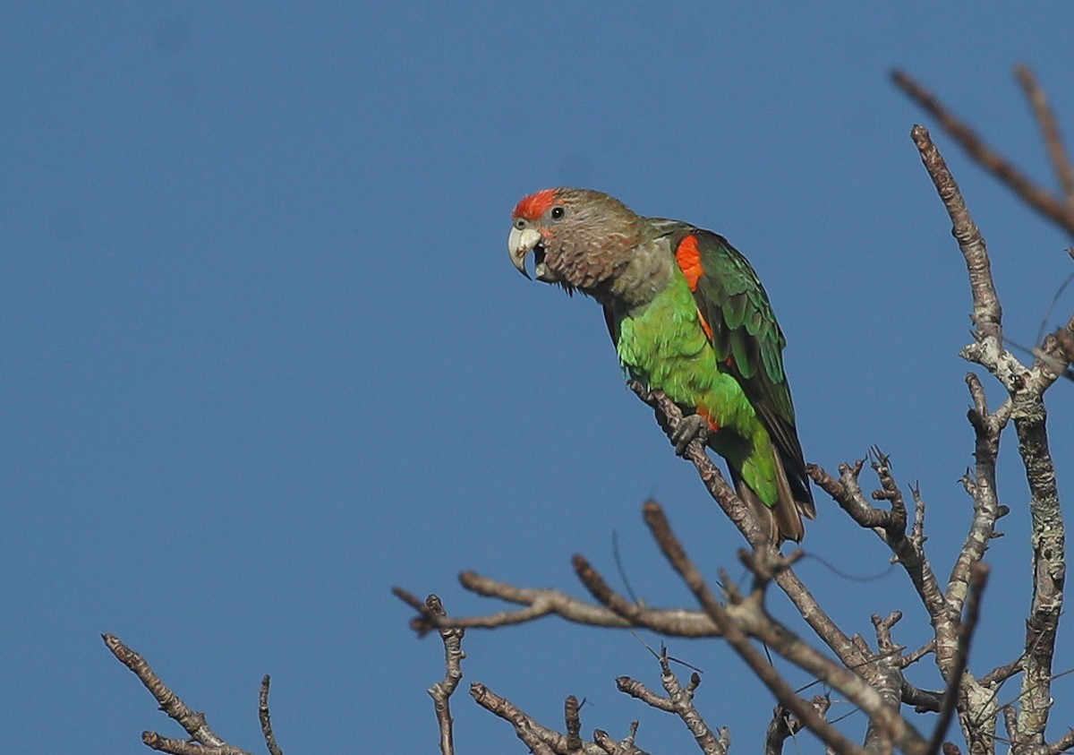 Brown-necked Parrot (Gray-headed) - ML615668376