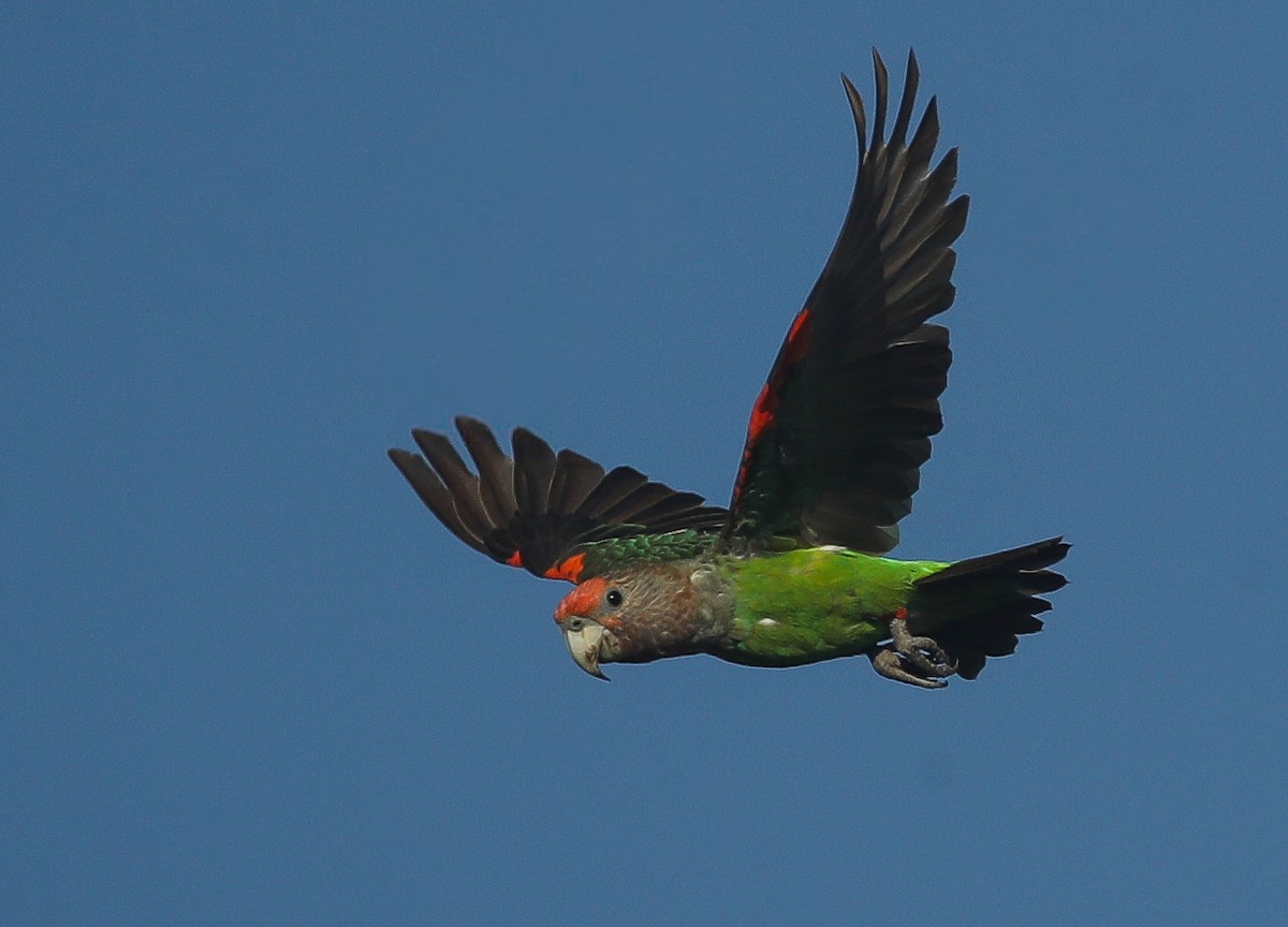 Brown-necked Parrot (Gray-headed) - ML615668377
