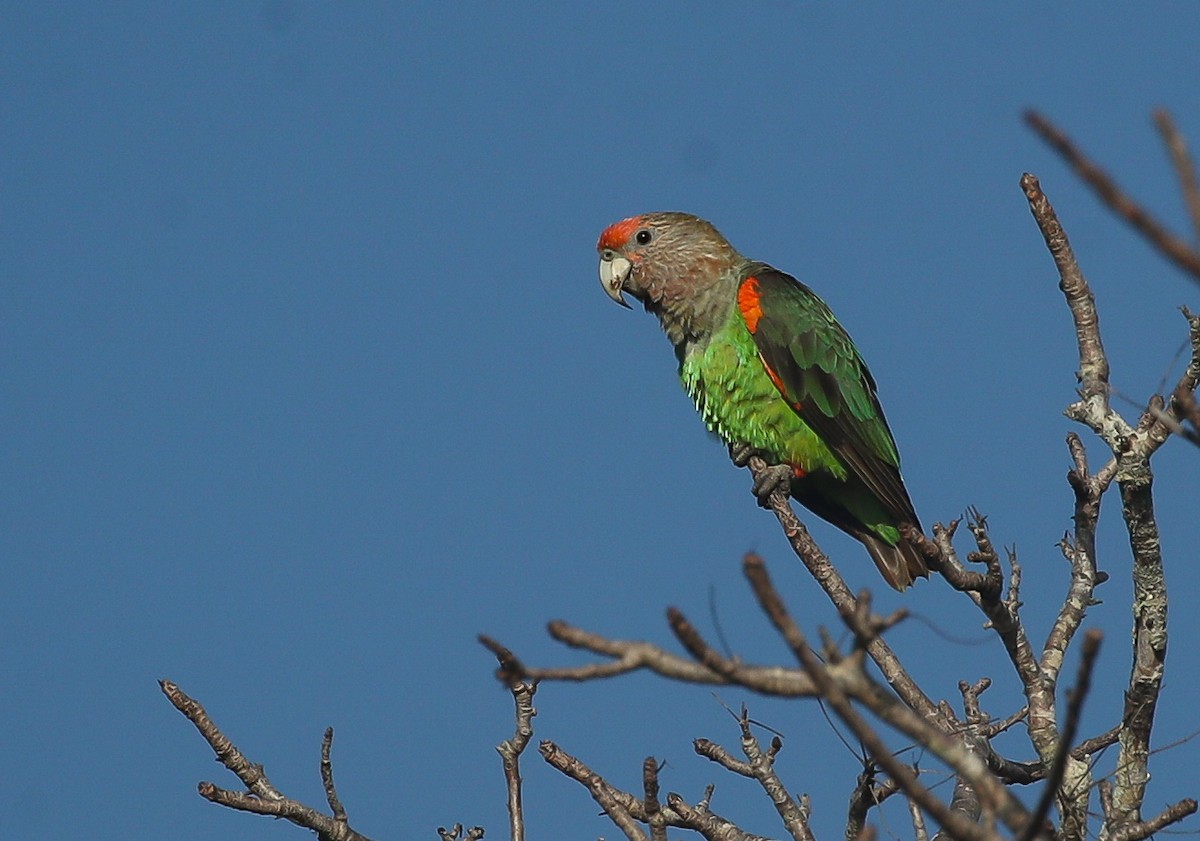 Brown-necked Parrot (Gray-headed) - ML615668378