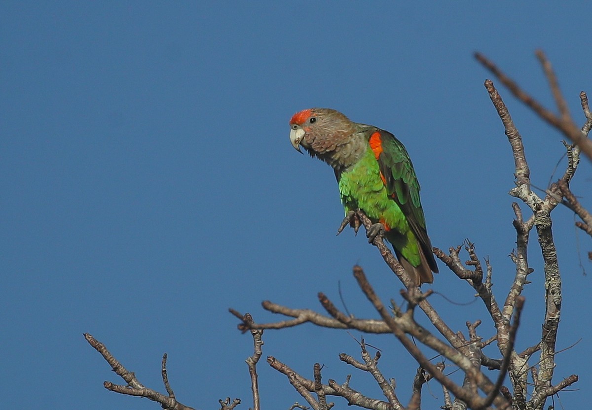 Brown-necked Parrot (Gray-headed) - Adam Buckham