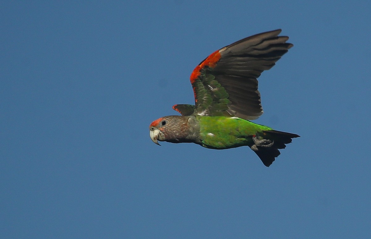 Brown-necked Parrot (Gray-headed) - ML615668380