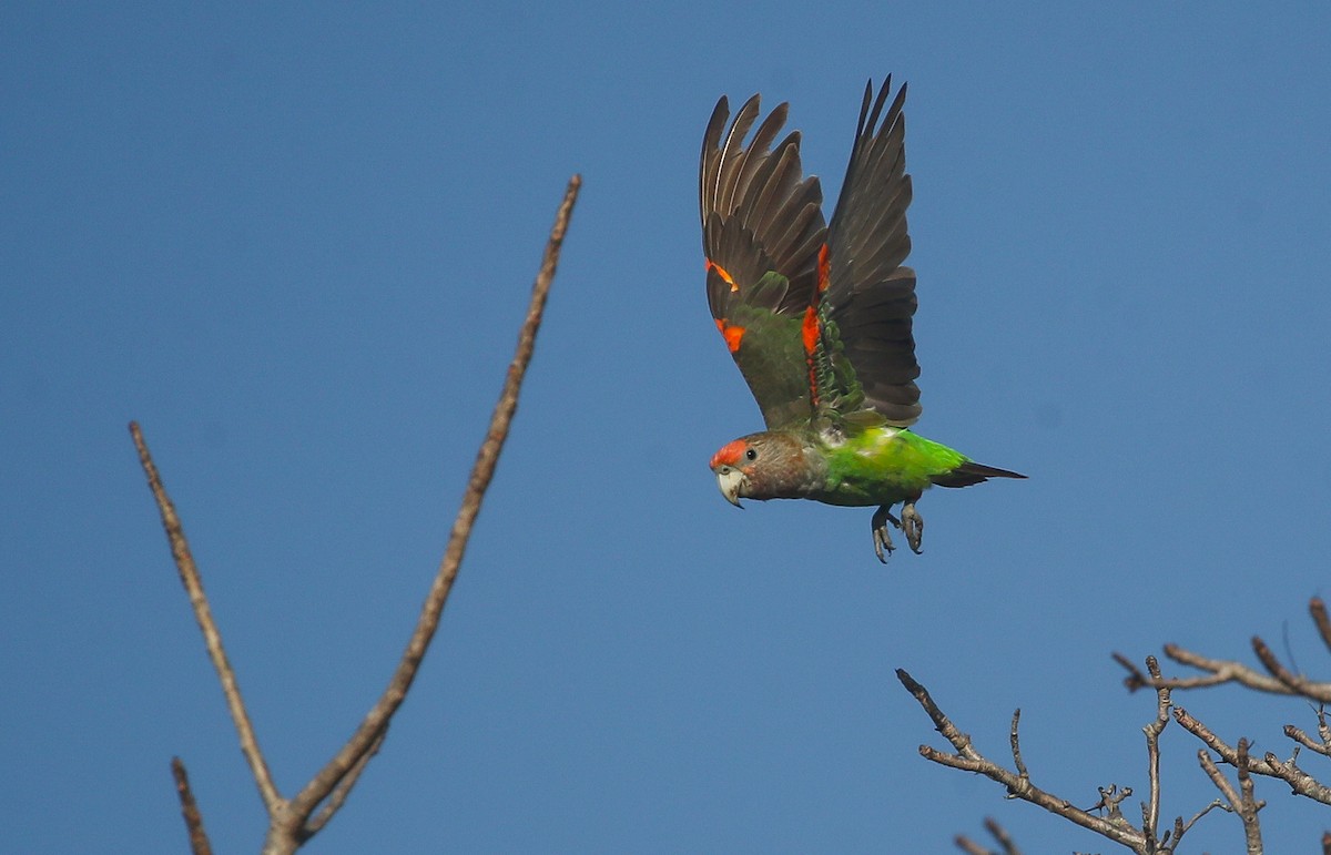 papoušek šedohlavý (ssp. suahelicus) - ML615668382