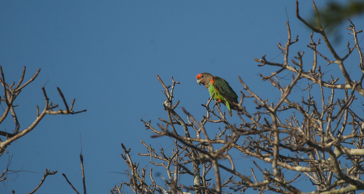 Brown-necked Parrot (Gray-headed) - ML615668383