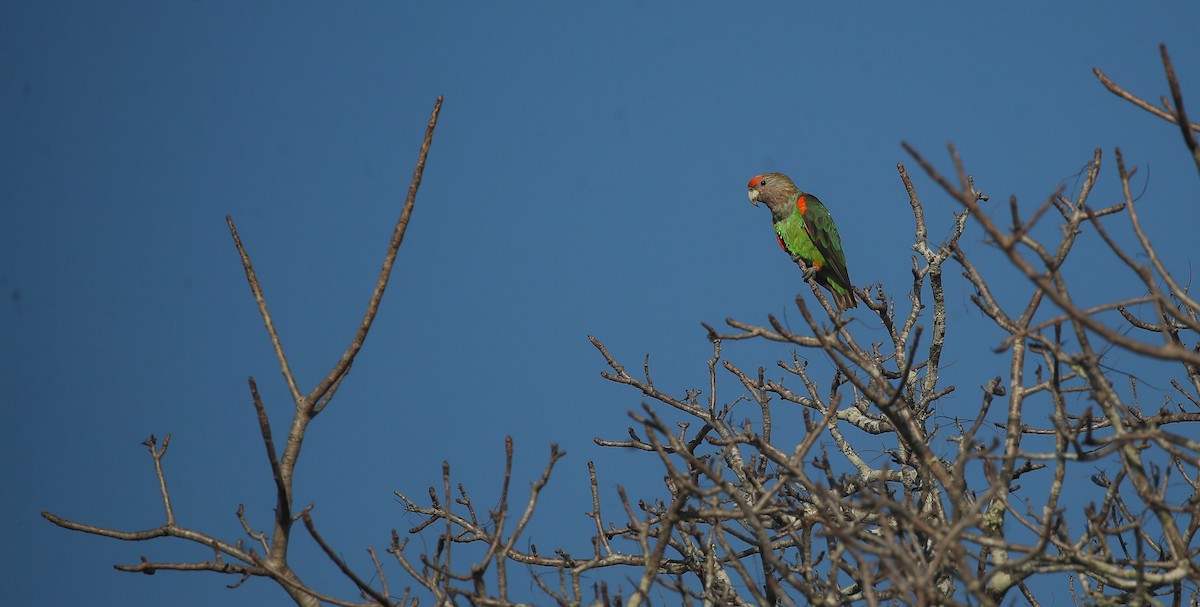Brown-necked Parrot (Gray-headed) - ML615668384