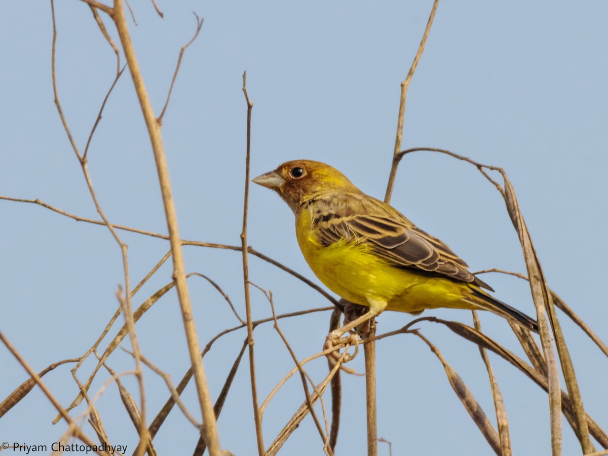 Red-headed Bunting - ML615668584