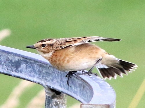 Whinchat - ML615668630