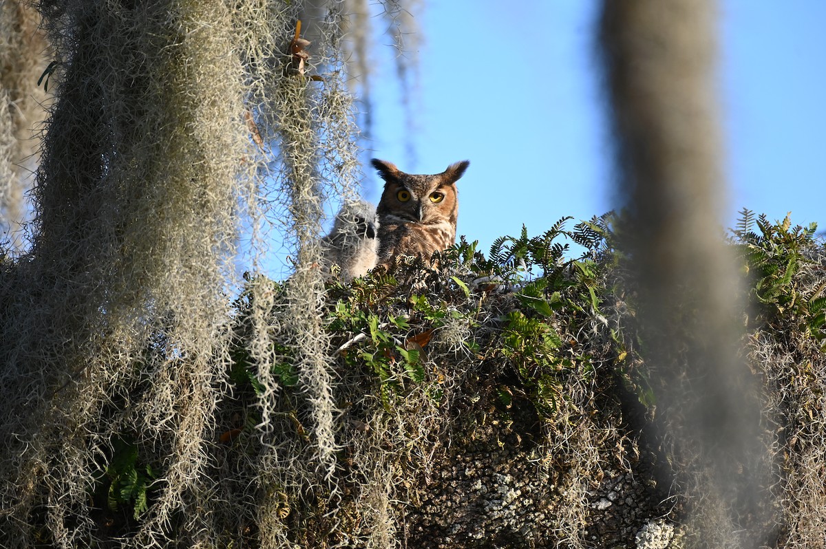 Great Horned Owl - ML615668633