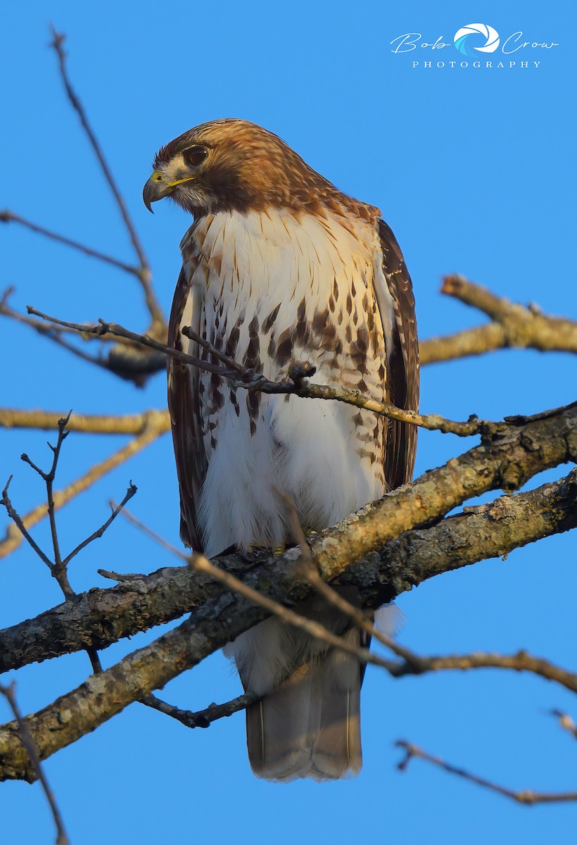 Red-tailed Hawk - ML615668665