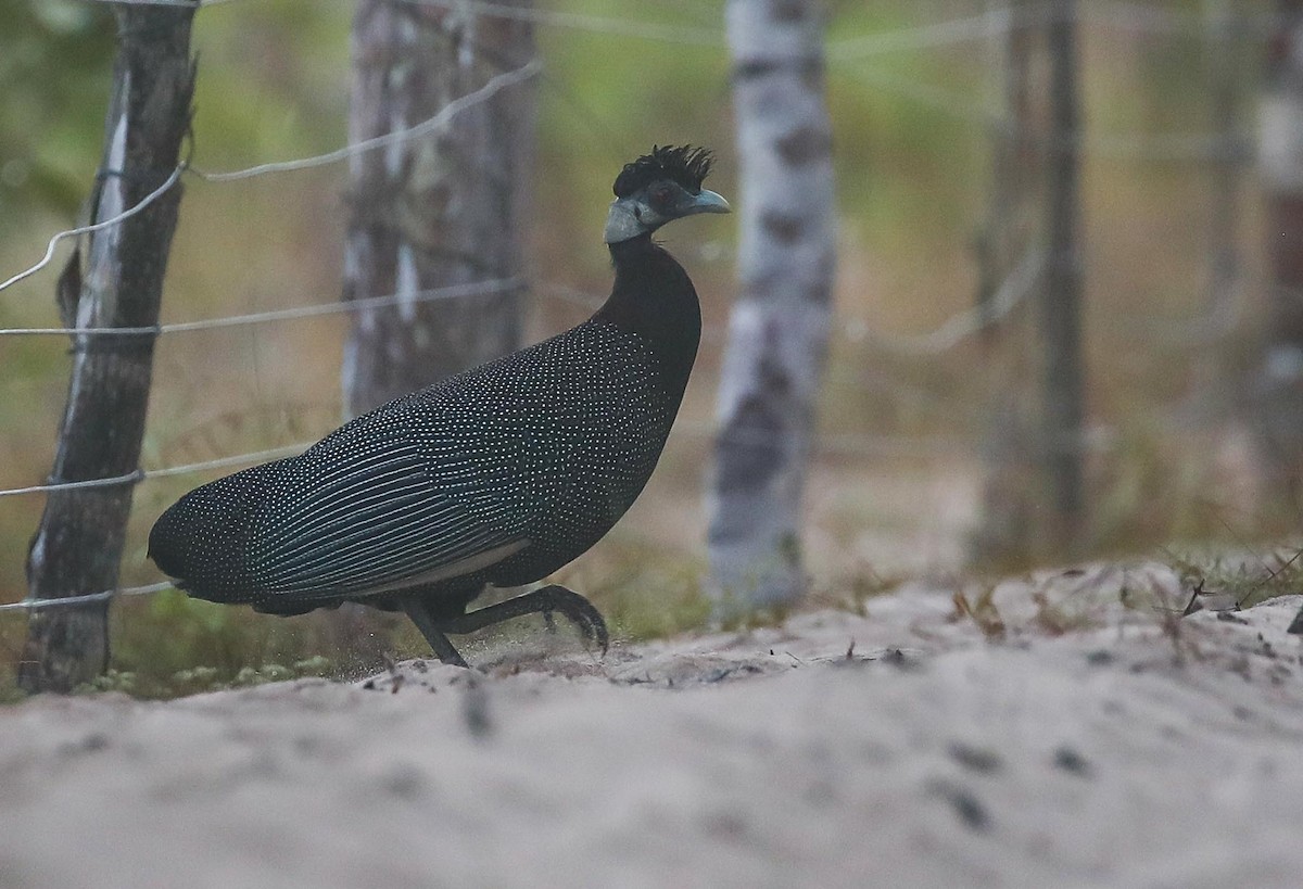 Southern Crested Guineafowl - ML615668715