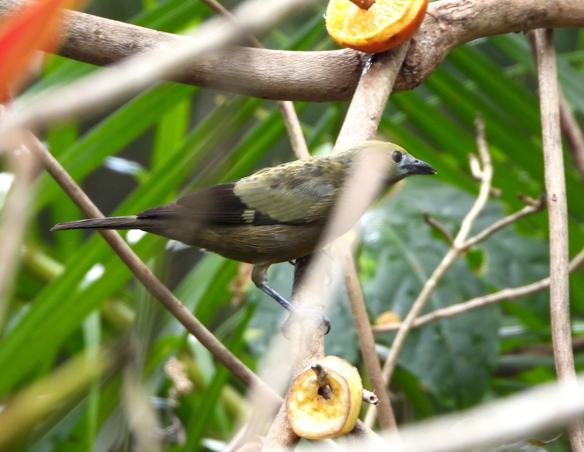 Palm Tanager - ML615668721