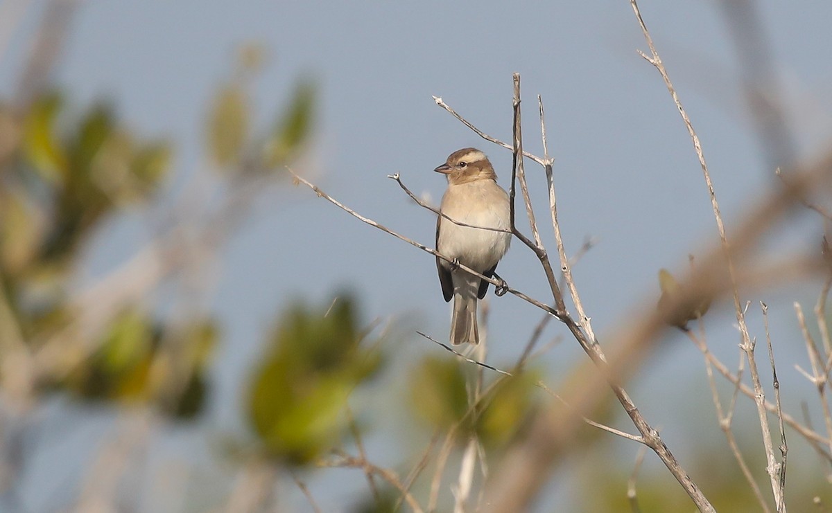 Yellow-throated Bush Sparrow - Adam Buckham