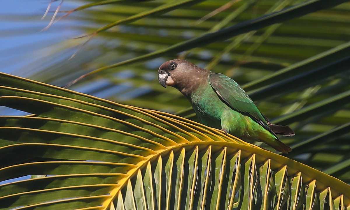 papoušek hnědohlavý - ML615669039