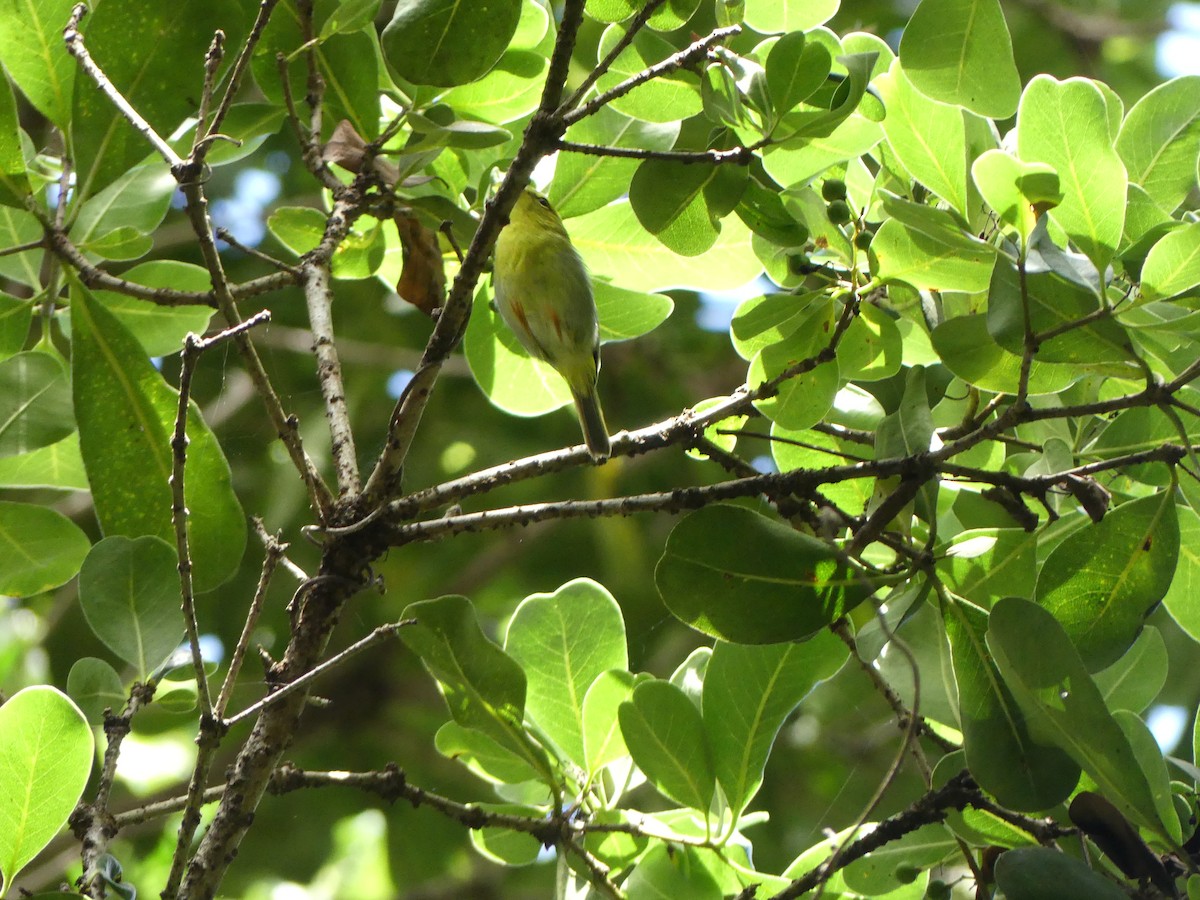 Yellow-throated Woodland-Warbler - ML615669089