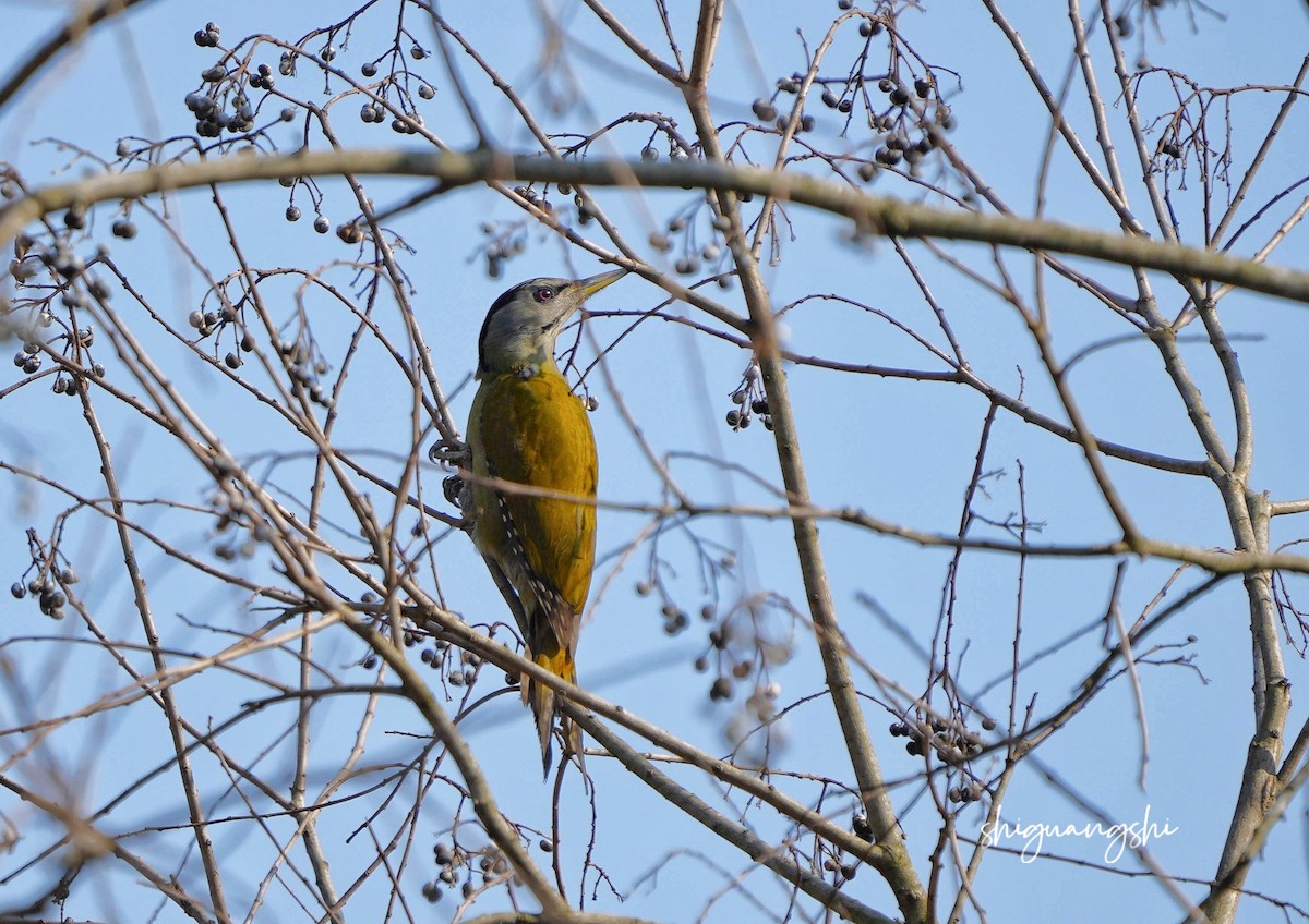 Gray-headed Woodpecker (Black-naped) - ML615669103
