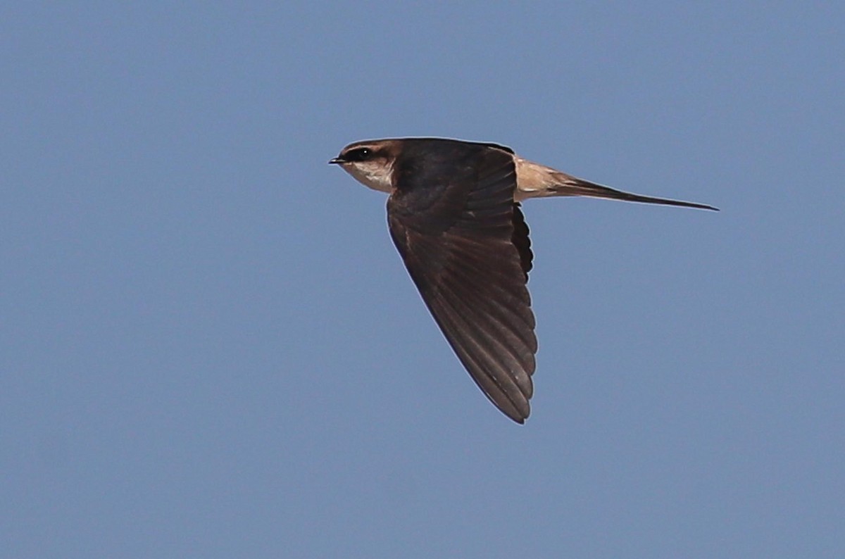 Gray-rumped Swallow - ML615669115
