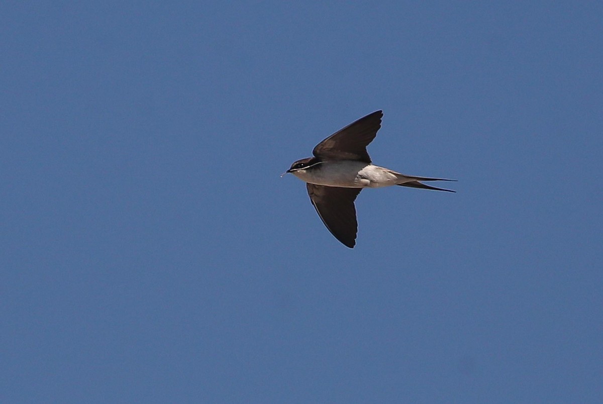 Gray-rumped Swallow - ML615669116