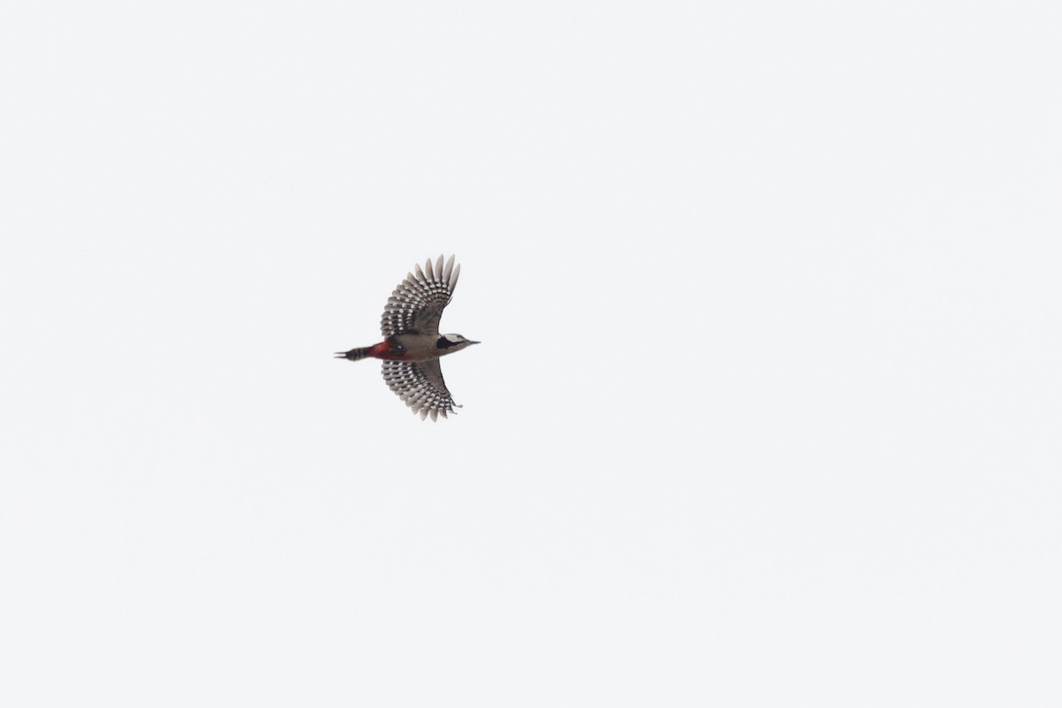 Great Spotted Woodpecker - Julian Kocher