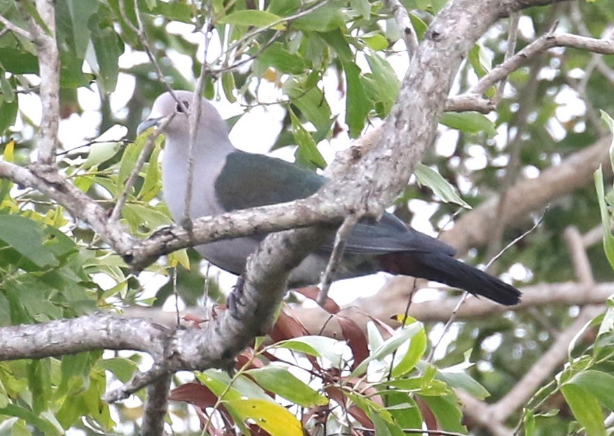 Green Imperial-Pigeon (Green) - ML615669467