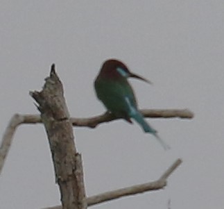 Blue-throated Bee-eater - ML615669476