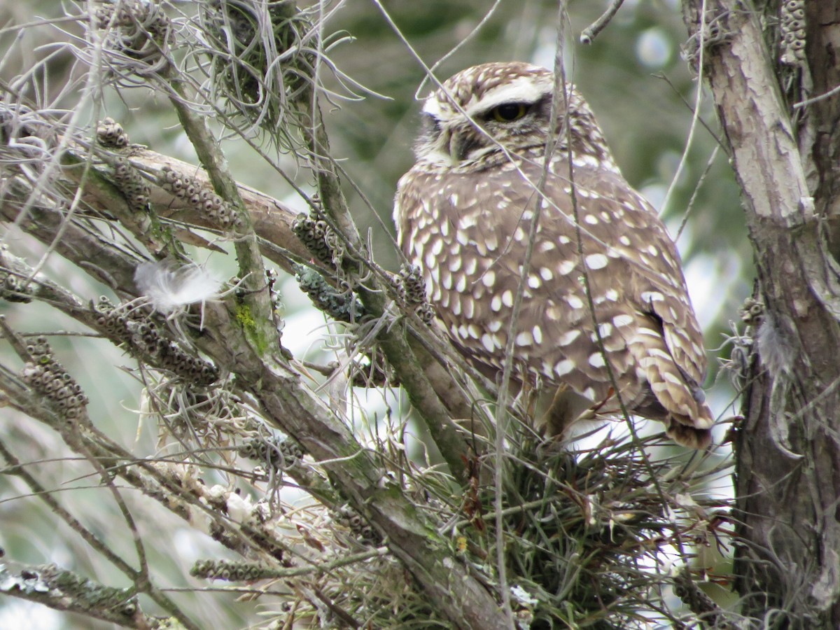 Burrowing Owl - ML615669755