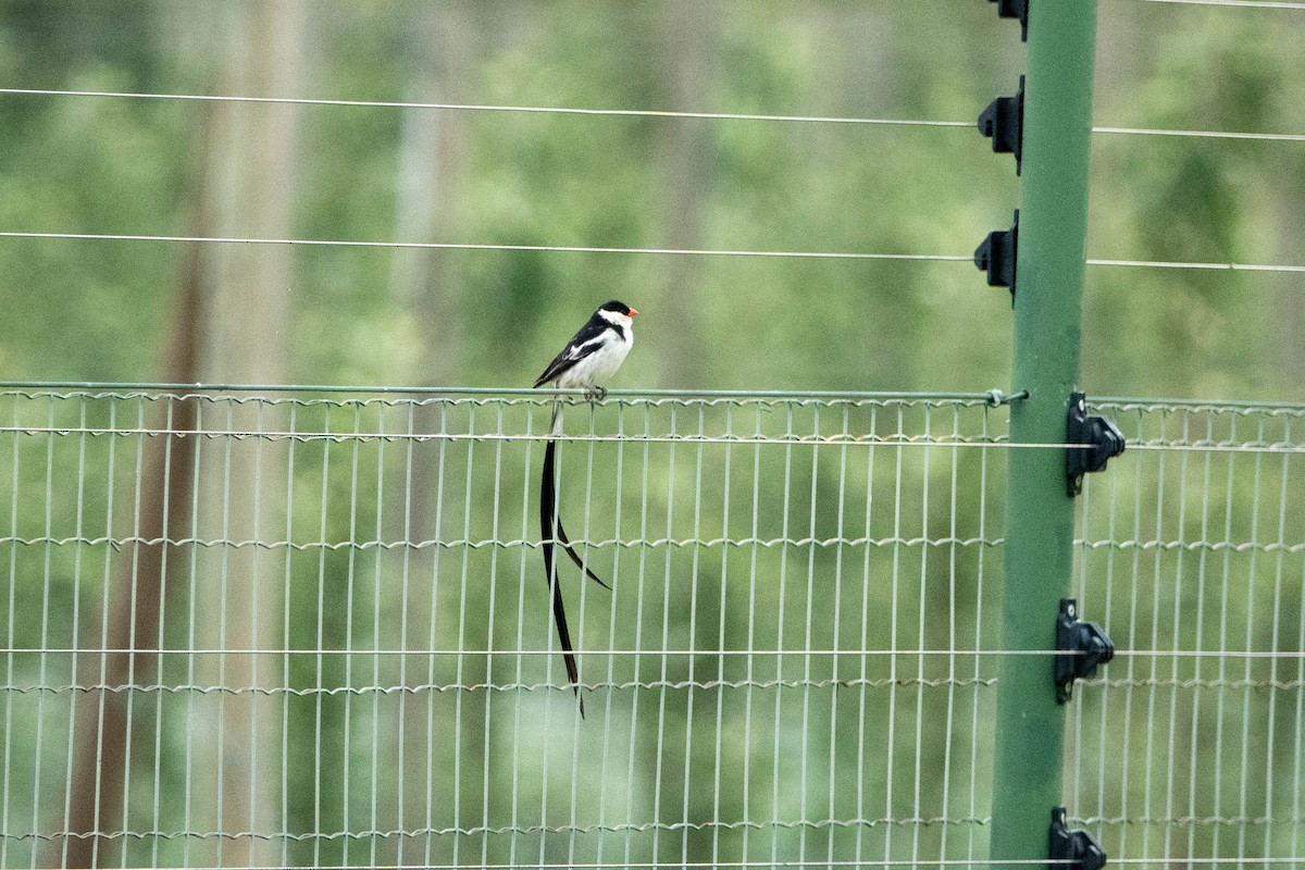 Pin-tailed Whydah - ML615669758