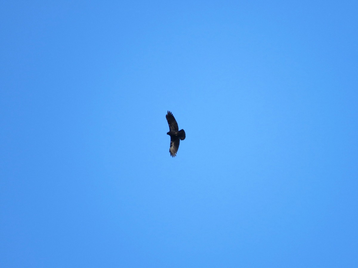 Brown-necked Raven - ML615669878