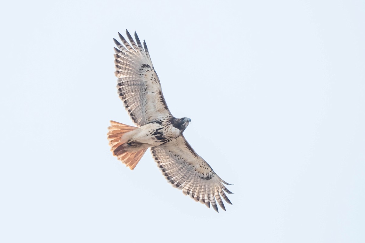 Red-tailed Hawk (borealis) - ML615669947