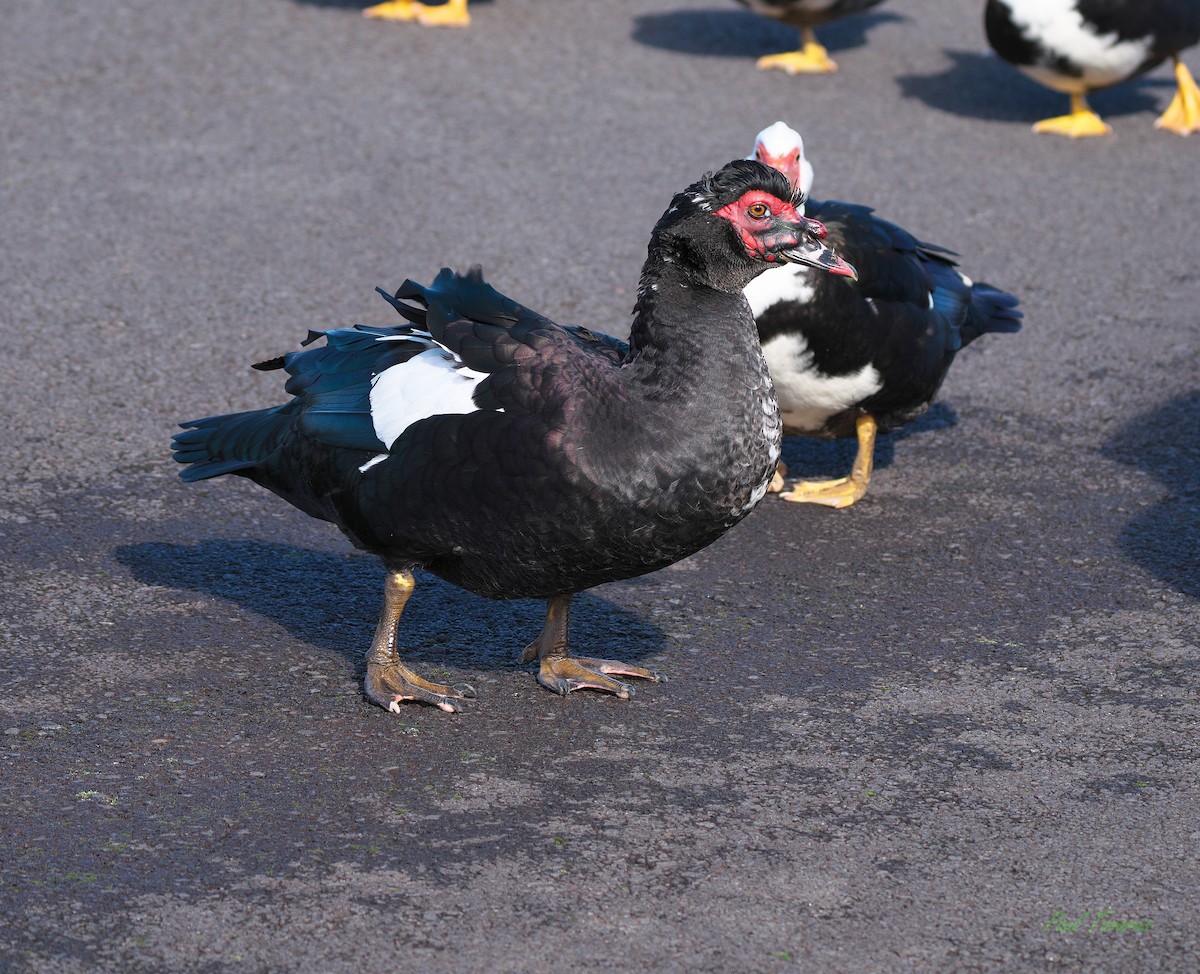 Muscovy Duck (Domestic type) - Paul Tavares