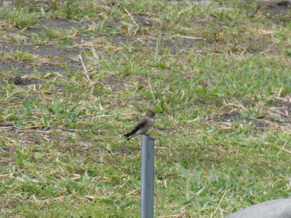 Northern Rough-winged Swallow - ML615670229