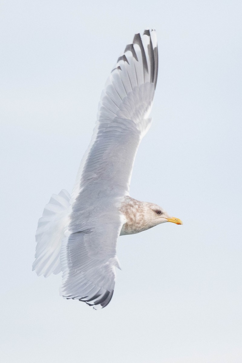 Iceland Gull (Thayer's) - ML615670385