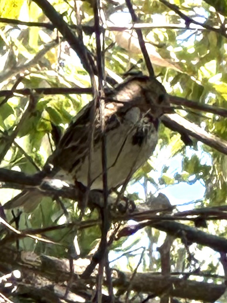 Harris's Sparrow - Too Fly