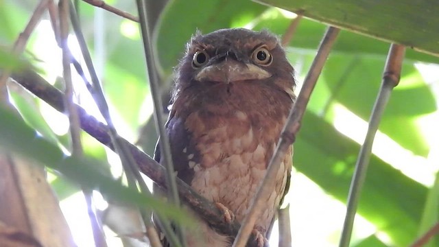 Gould's Frogmouth - ML615670490
