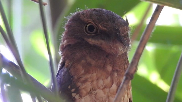 Gould's Frogmouth - ML615670494