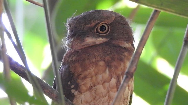 Gould's Frogmouth - ML615670496