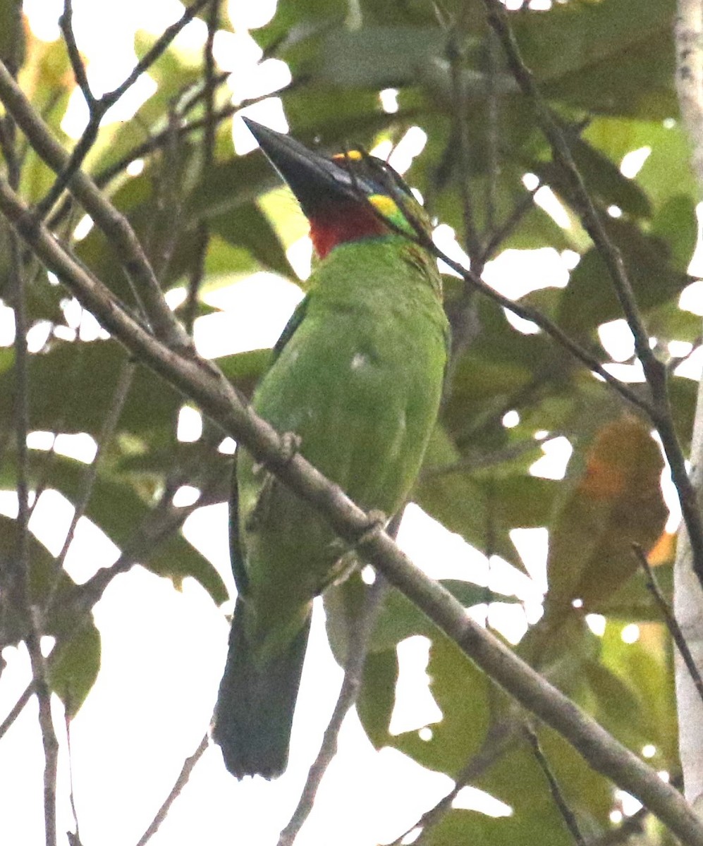 Red-throated Barbet - ML615670591