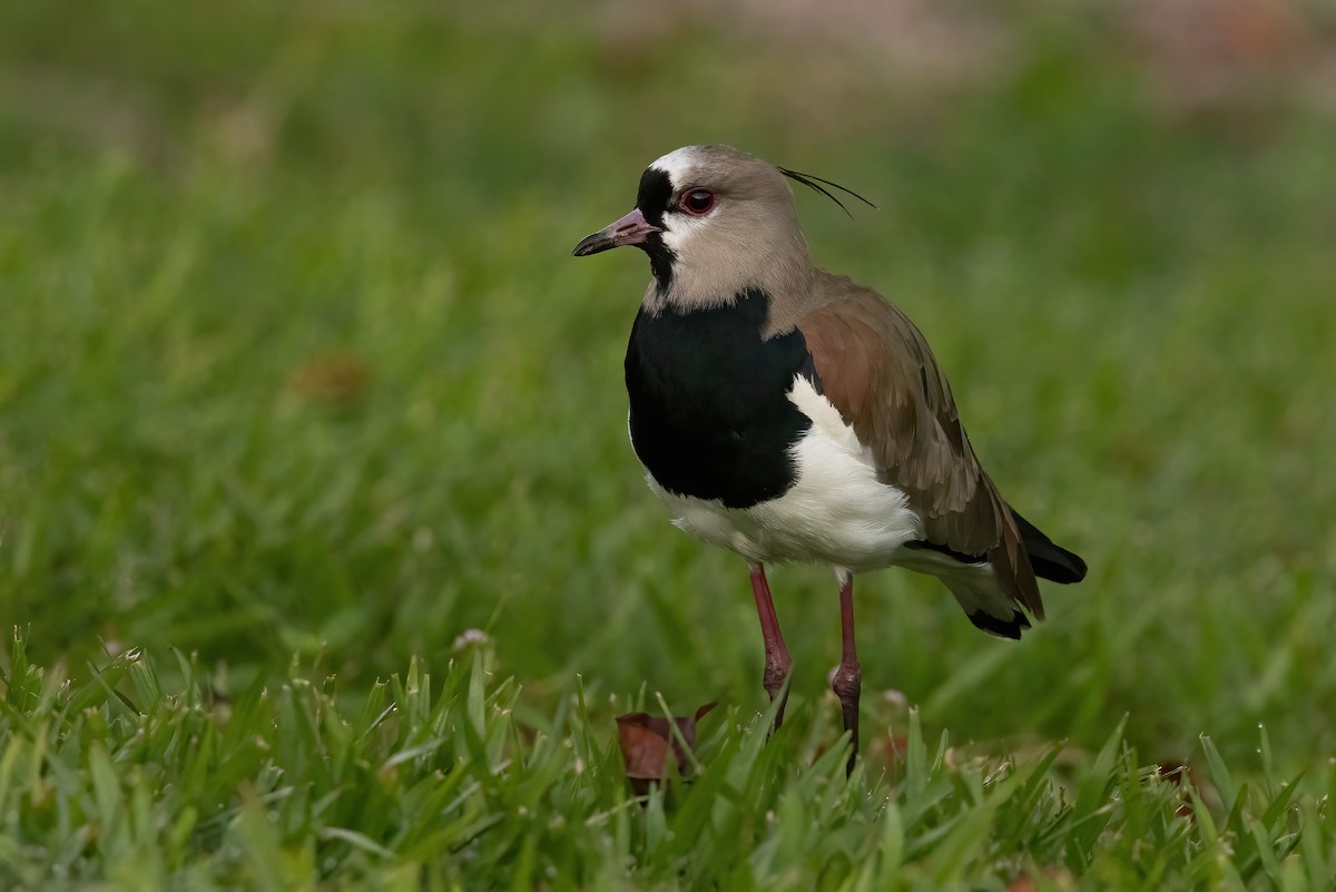 Southern Lapwing - Josee Normandeau